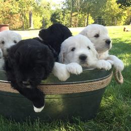Bernedoodle and Pyredoodle Puppies from FDF Pyredoodles & Bernedoodles