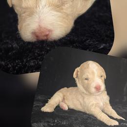 Goldendoodle Puppies from Snug-a-Doodles