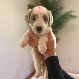 Peach - Parti female Goldendoodle puppy in Kenansville, North Carolina from J+A Family Doodles