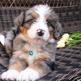 Ruger - Merle male Bernedoodle puppy in Port Orange, Florida from Royal doodles of Florida