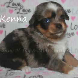 Kenna - Blue merle female Toy Australian Shepherd puppy in Godley, Texas from Flying H Toy and Mini Aussies