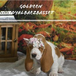 Basset Hound Puppies from Royal Baez Basset