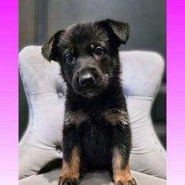 Magenta - Bi-color female German Shepherd puppy in Maricopa, Arizona from Royalty German Shepherds