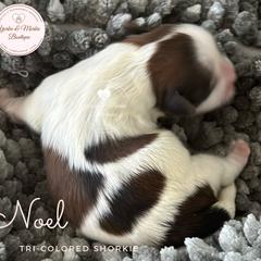 Morkie, Shorkie, and Yorkshire Terrier Puppies from Yorkie and Morkie Boutique