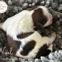 Morkie, Shorkie, and Yorkshire Terrier Puppies from Yorkie and Morkie Boutique