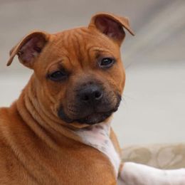 Staffordshire Bull Terrier All Grown Up from Shortyrock Staffordshire Bull Terriers