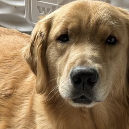 Oregon - Golden Retriever