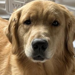 Oregon - Golden Retriever