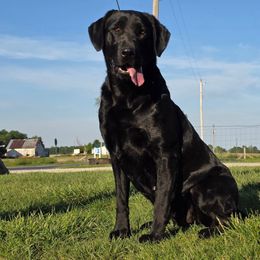 Raven - Labrador Retriever