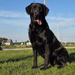 Raven - Labrador Retriever