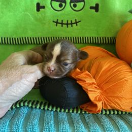 Boy 3 - Chocolate and white male Chihuahua puppy in Red Bluff, California from Aye Chihuahua