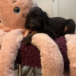Afghan Hound Puppies from Kelli Kujawa