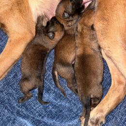 Waffle - Mahogany female Belgian Malinois puppy in Briggs, Texas from Madhouse’s Belgian Malinois and German Shepherds