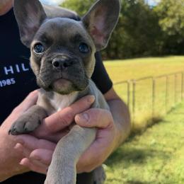 Zirka - Blue fawn female French Bulldog puppy in Chesnee, South Carolina from Michael & Raisa