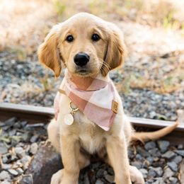 Golden Retriever All Grown Up from Winters Goldens