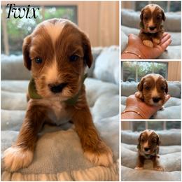 Twix - Red male Australian Labradoodle puppy in Summerfield, North Carolina from Four Oaks Labradoodles