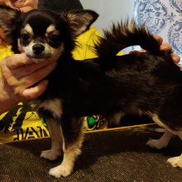 Chihuahuas from Happi Daze