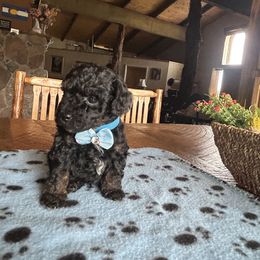 Cockapoo, Sheepadoodle, and Whoodle Puppies from Saddle Mountain Doodles