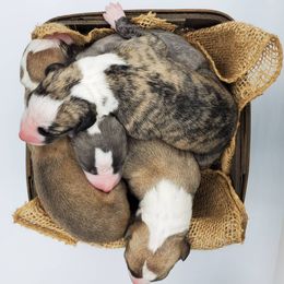 Whippet Puppies from Mohr Whippets