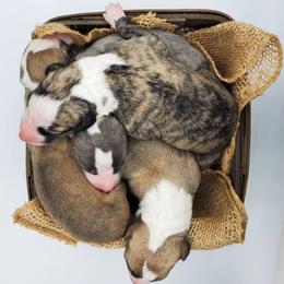 Whippet Puppies from Mohr Whippets
