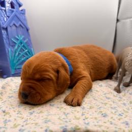 Marshmallow - Yellow male Labrador Retriever puppy in Carlsbad, New Mexico from ECMO Farm Dalmatians & Labrador Retrievers