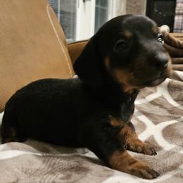Ebony - Black and tan female Dachshund puppy in Phoenix, Arizona from Arizona Desert Gold Dachshunds