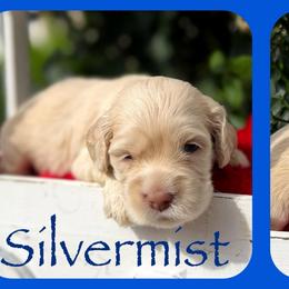 Silvermist - Buff female Cockapoo puppy in Clinton, Oklahoma from Enchanted Spaniels