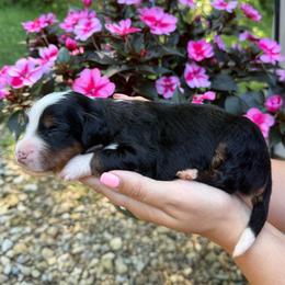 Lego - Tri-color male Bernedoodle puppy in Perrysville, Ohio from Pleasant Valley Bernedoodles