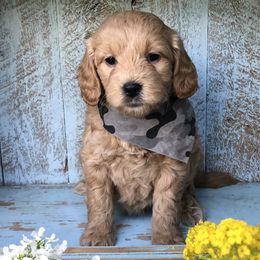Goldendoodle Puppies from High Country Mini Goldendoodles