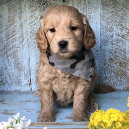Goldendoodle Puppies from High Country Mini Goldendoodles