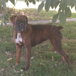 Boxers and Golden Retrievers from Shady Rill puppies