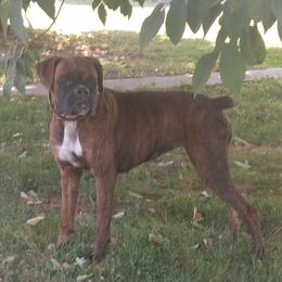 Boxers and Golden Retrievers from Shady Rill puppies