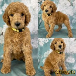 Cheerio - Poodle puppy in Swansboro, North Carolina from Monarch Standard Poodles