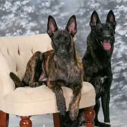 Dutch Shepherds from Heather Sather's Dutch Shepherds