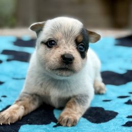 Miss America - Blue speckled female Australian Cattle Dog puppy in Rosharon, Texas from 4Surge Cattle Dogs