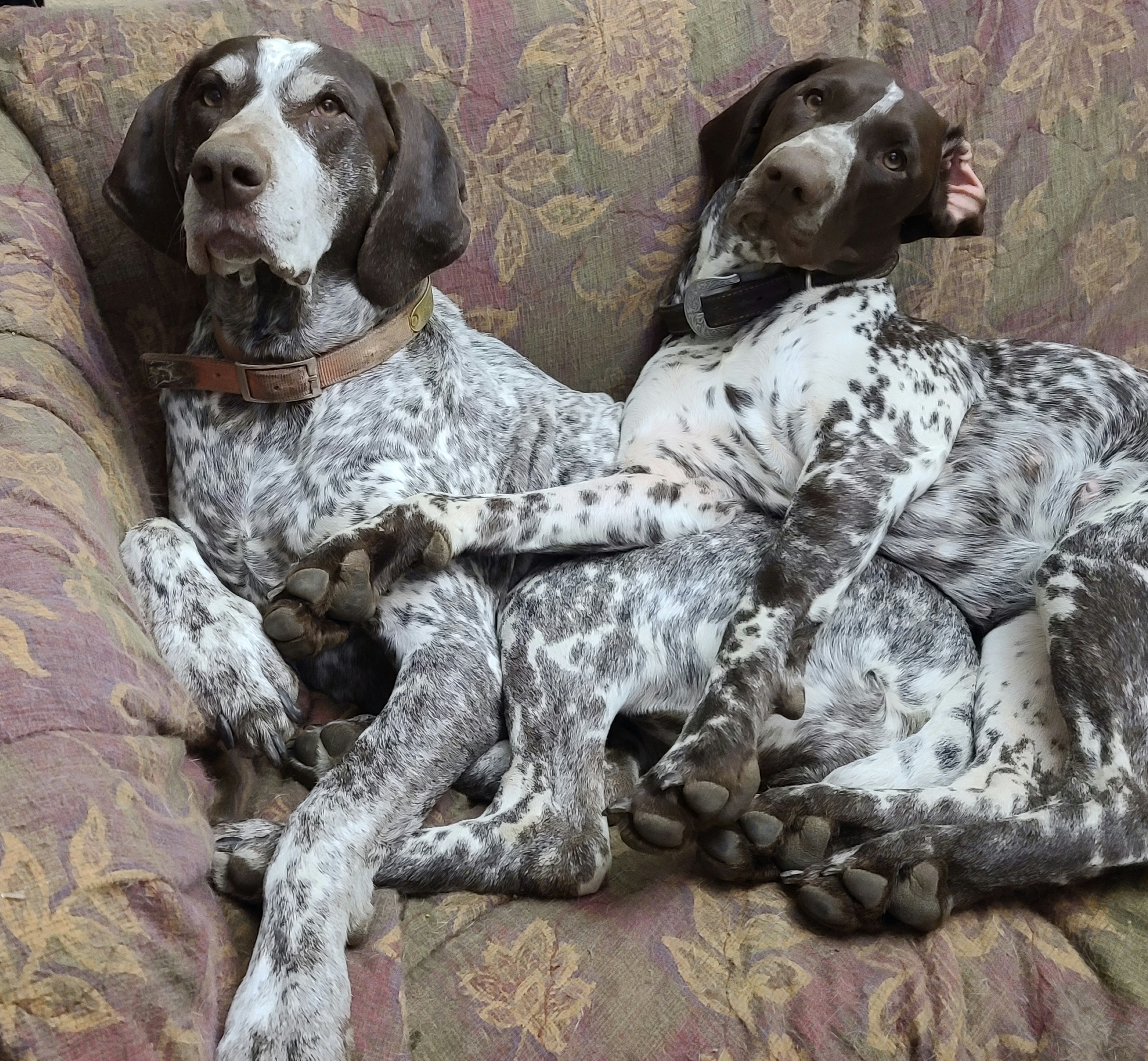 German Shorthaired Pointers and Weimaraners from Lazy Hearts Kennel