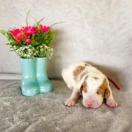 Geranium (Gerry) - Parti male Labradoodle puppy in Elizabeth City, North Carolina from Howdy Doodles
