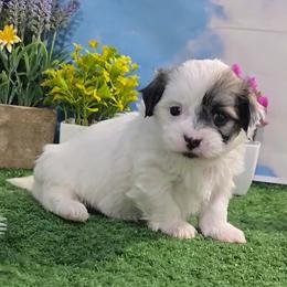 Sapphire - Brindle and white female Mal-Shi puppy in Aurora, Missouri from KnJ Precious Paws LLC