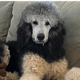 Gracie - Poodle