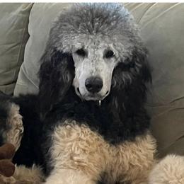Gracie - Poodle
