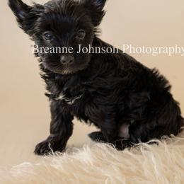 Yorkshire Terrier Puppies from Betterthan Chocolate Yorkies