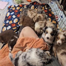 Australian Shepherd Puppies from Hickory Pines farm