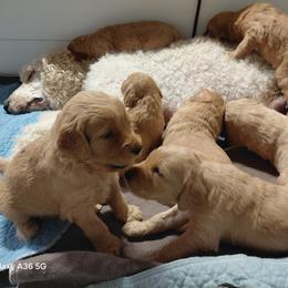Goldendoodle and Labradoodle Puppies from Caldron Falls Doodles and Poodles