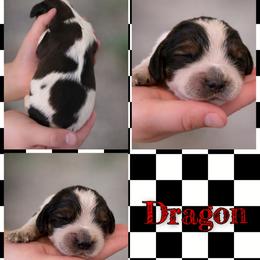 Dragon - Tri-Roan male English Springer Spaniel puppy in Florida from Thunderbird Springers