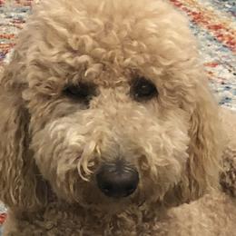 Chloe - Poodle