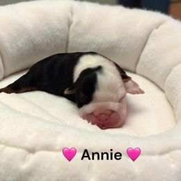 Annie (with an E) - Black tri-color female Bulldog puppy in Phoenix, Arizona from Hamalini Bulldogs LLC