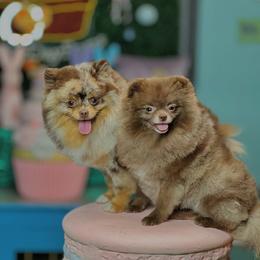 Pomeranian puppies from Pommiepalace