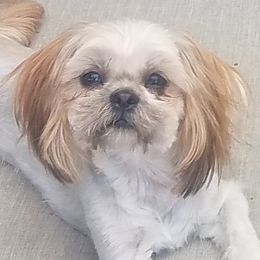 Zoey - Shih Tzu