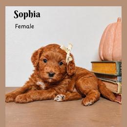 Sophia - Red  female Goldendoodle puppy in Hilton, New York from The House of Goldendoodle