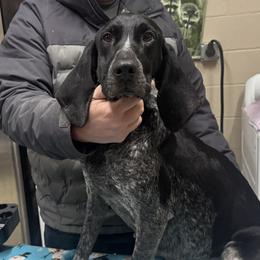 Blaze - Bluetick Coonhound